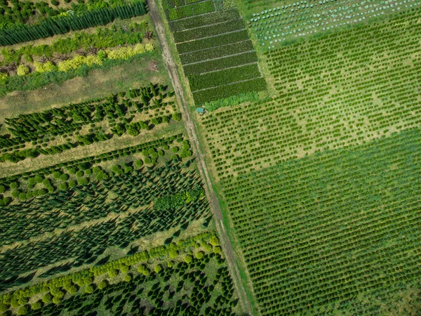 Peyzaj Için Bir Ağaç Çiftliğinin Havadan Görünüşü — Stok fotoğraf