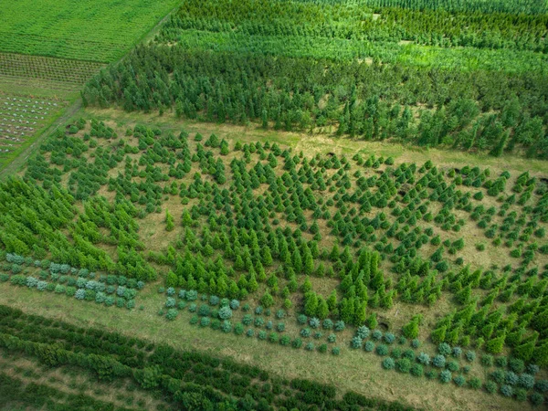 Αεροφωτογραφία Φυτείας Δένδρων Για Διαμόρφωση Τοπίου — Φωτογραφία Αρχείου