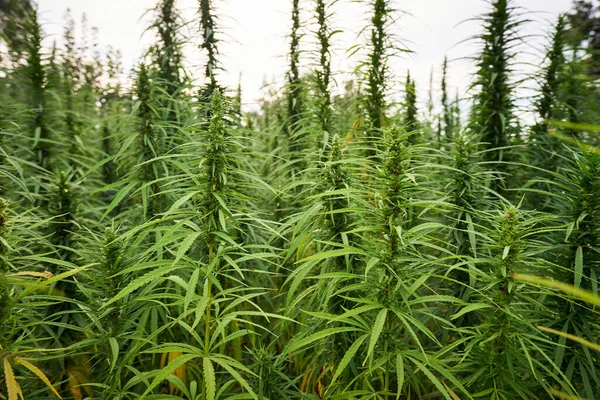 大麻使大麻植物与农场背景紧密相连 — 图库照片