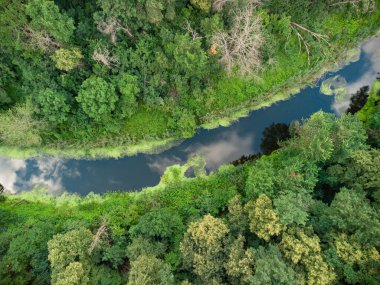 Nehrin üzerindeki yeşil ormandaki hava manzarası. İHA fotoğrafı