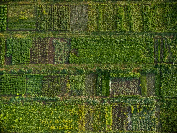 Grüner Gemüsegarten Luftaufnahme Von Oben Nach Unten — Stockfoto