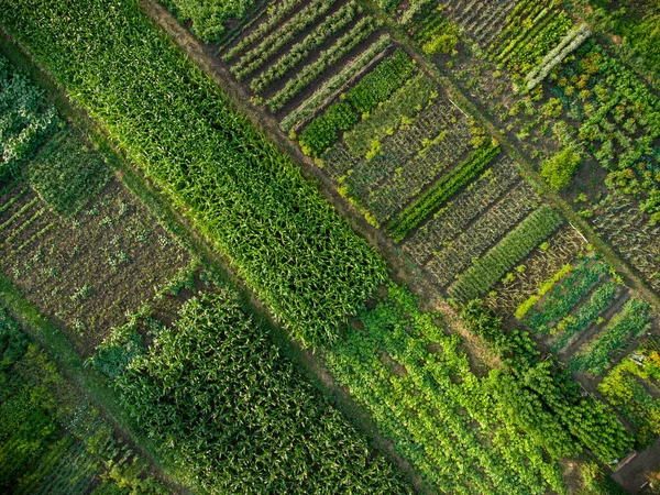 Grüner Gemüsegarten Luftaufnahme Von Oben Nach Unten — Stockfoto