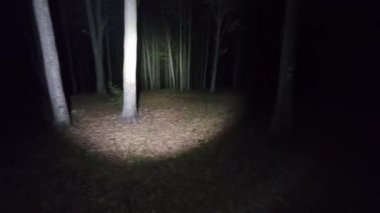 Gece karanlık, gizemli bir ormanda el feneriyle dolaşmak gergin ve dehşet verici bir atmosfer yaratıyor..