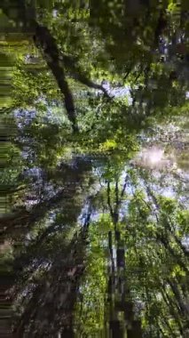 Yaprakların arasından süzülen güneş ışığıyla birlikte yeşil orman tepe örtüsü huzurlu ve doğal bir yaz atmosferi yaratıyor..