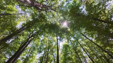 Yaprakların arasından süzülen güneş ışığıyla birlikte yeşil orman tepe örtüsü huzurlu ve doğal bir yaz atmosferi yaratıyor..