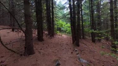 Kahverengi iğnelerle kaplı bir çam ormanında ilerlemek ve ilerideki yeşil yapraklarla sakin ve doğal bir orman atmosferi yaratmak..