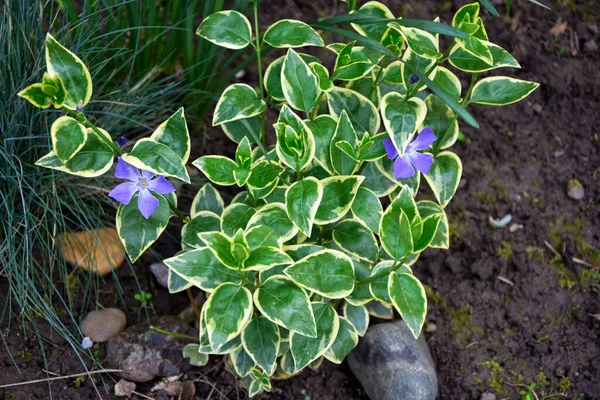 Vinca Major Variegata Bladväxter Med Brokiga Gröna Blad Stockbild