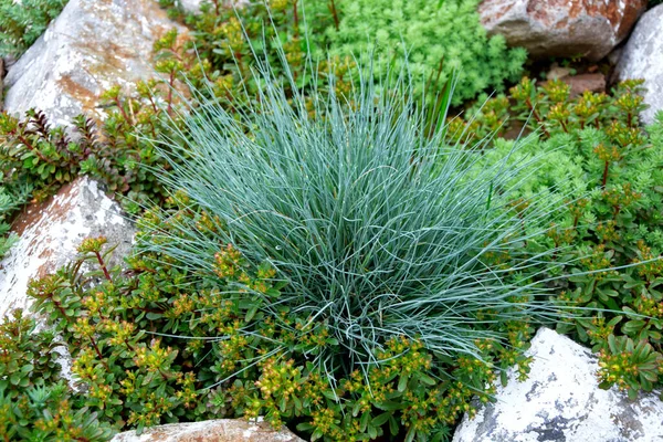 Festuca Glauca Blå Fescue Gräs Växer Bland Sedum Och Perenner Royaltyfria Stockbilder