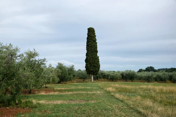 Tree in the field. Olive orchard in istria, Croatia