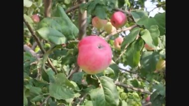 kırmızı elmalar dalda