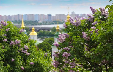 parkta Blooming leylak