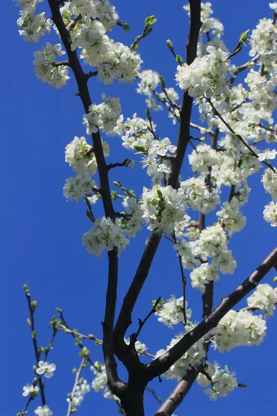 Cerisier en fleurs — Photo