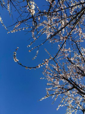 Bahar bahçesinde çiçek açan kiraz ağacı