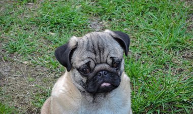 Güneşli bir günde yerde oturan köpek yavrusunun fotoğrafı.