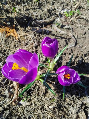 Bahar bahçesindeki çayırdaki timsahların fotoğrafı.