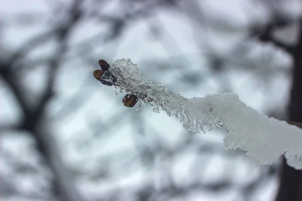 Foto Imagen Rama Helada Del Árbol Jardín Invierno —  Fotos de Stock