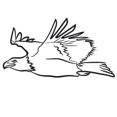 Uçan kartalın çizimi