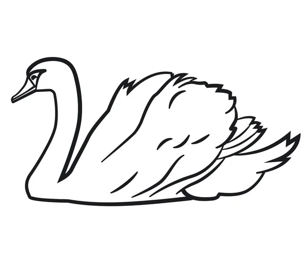 Ilustración Del Cisne Nadador — Vector de stock