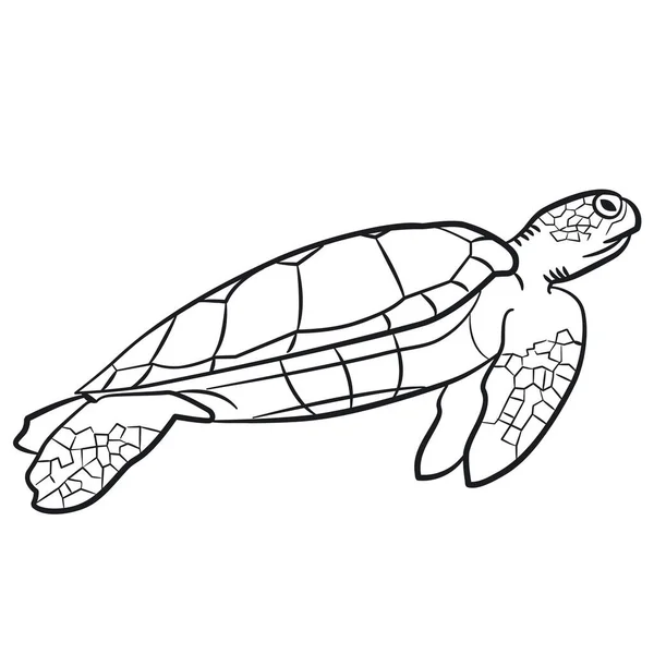 Illustration Der Schwimmschildkröte — Stockvektor