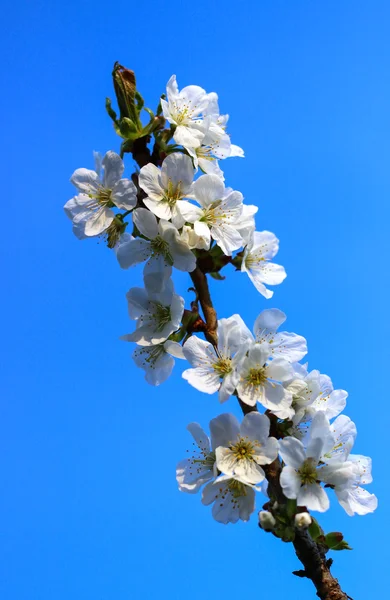 Fiore di ciliegio — Foto Stock