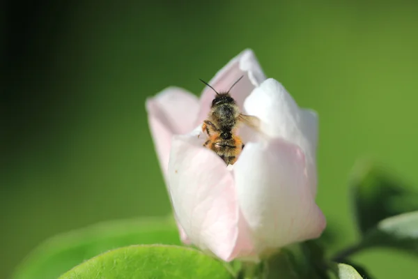 Abeja en la flor —  Fotos de Stock