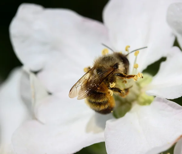 花の木に蜂 — ストック写真