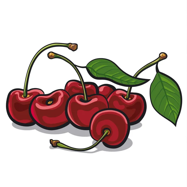 Cherries — Stock Vector