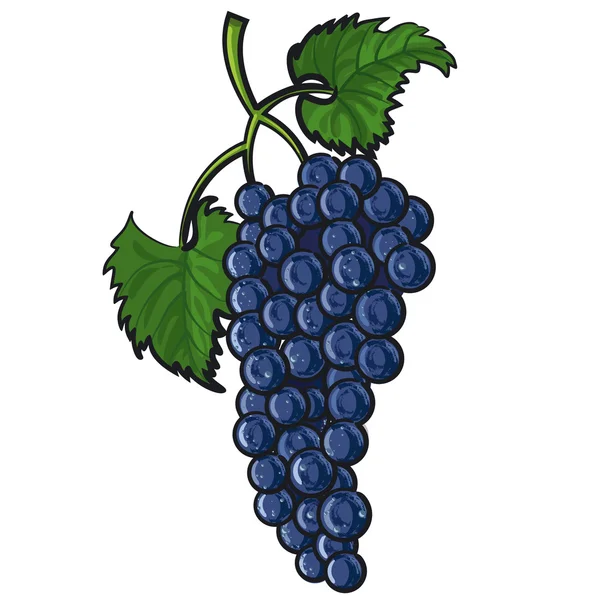 Blue grape — Stock Vector