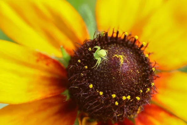 Araña en flor —  Fotos de Stock