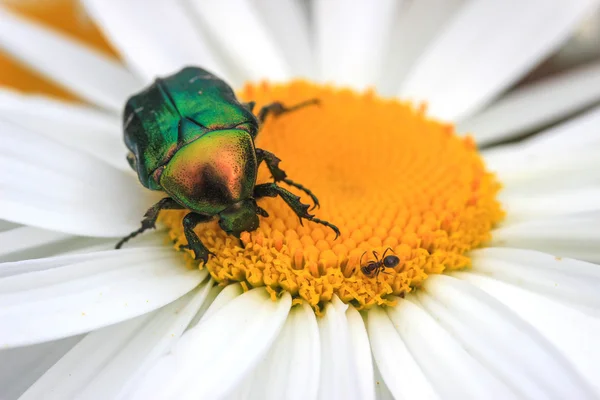 花をカブトムシします。 — ストック写真