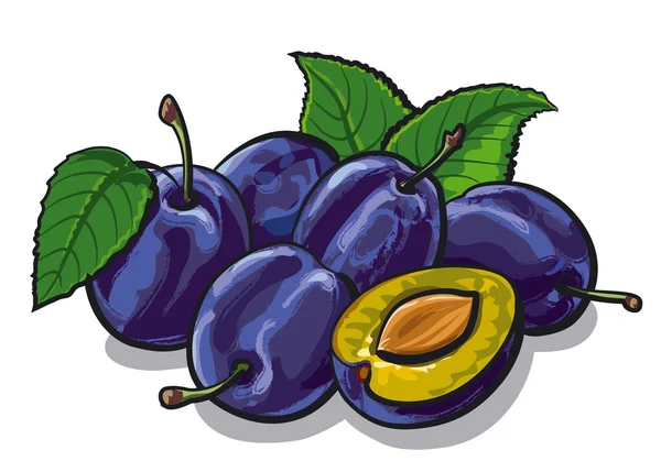 Fresh plums — Stock Vector