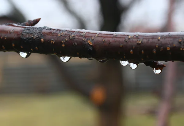 Rain drops on tree branch — Stock Photo, Image