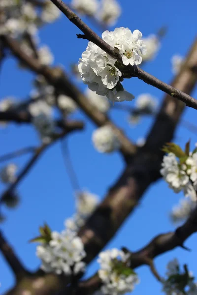 Printemps floraison abricot — Photo