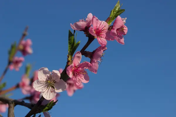 Primavera fioritura albicocca — Foto Stock