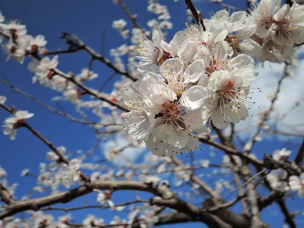 Printemps floraison abricot — Photo