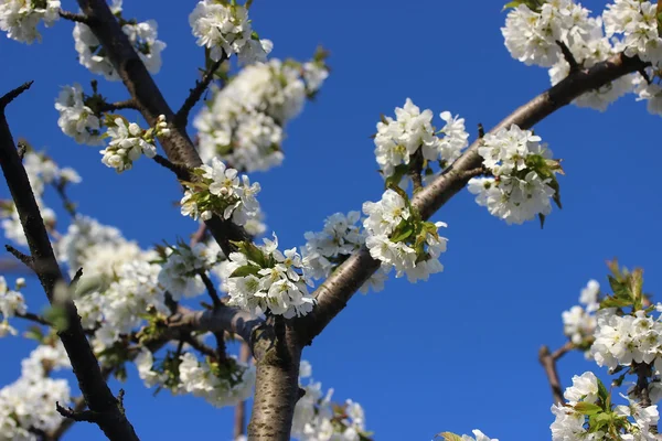 Primavera fioritura albicocca — Foto Stock