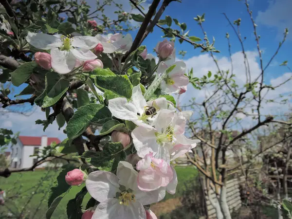 Primavera fioritura albicocca — Foto Stock