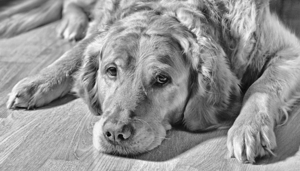 Golden Retriever Hund liegt auf dem Boden — Stockfoto