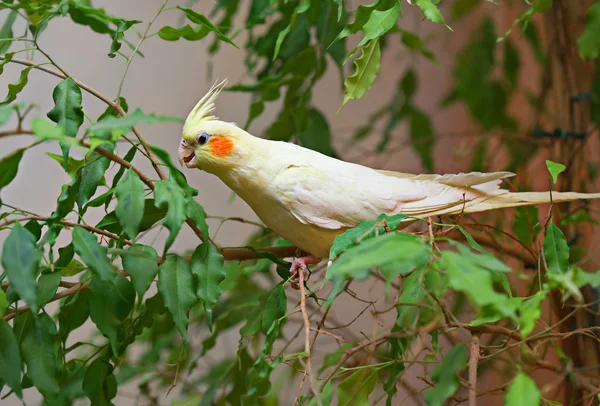 Папуга місті Corella — стокове фото