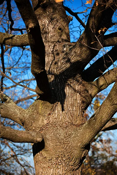 The trunk of a large oak — Stock Photo, Image
