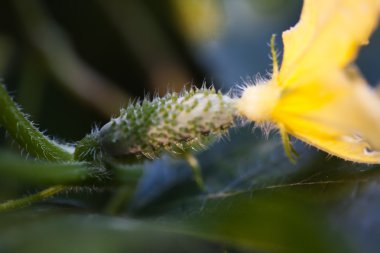 Genç olgunlaşmamış salatalık