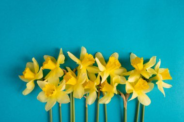 Çiçeklerin bileşimi. Mavi arka planda renkli nergislerden yapılmış bir çerçeve. Düz konum, üst görünüm, kopyalama alanı.