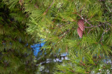 Çam Ağacında Yeşilçam Külileri