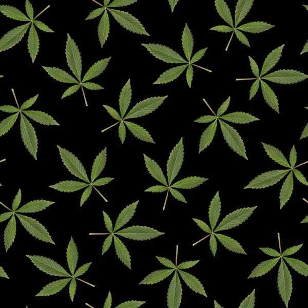 Naadloos Patroon Van Groene Verse Cannabis Sativa Bladeren Marihuana Zwarte — Stockfoto