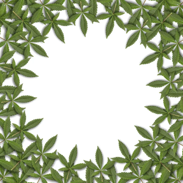 Zielone Świeże Liście Cannabis Sativa Marihuana Okrągła Rama Białym Tle — Zdjęcie stockowe
