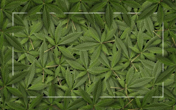 Groene Verse Cannabis Sativa Bladeren Marihuana Frame Achtergrond — Stockfoto