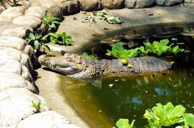 Çiftlik timsahlar hayatına. Filipinler. Adası Palawan.