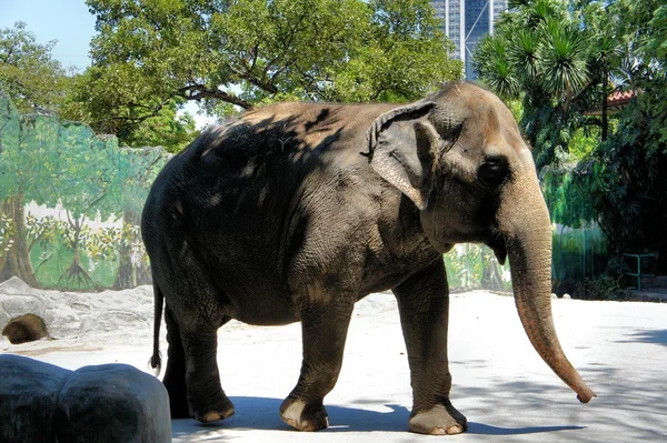 Un gran elefante indio camina en el zoológico. Filipinas . —  Fotos de Stock