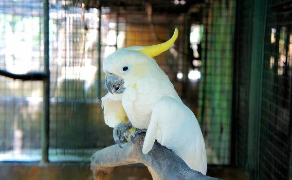Bir tropik bahçe papağan. Filipinler. — Stok fotoğraf