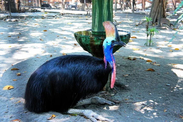 Cassowary. Yeni Gine'den büyük uçamayan kuş.
